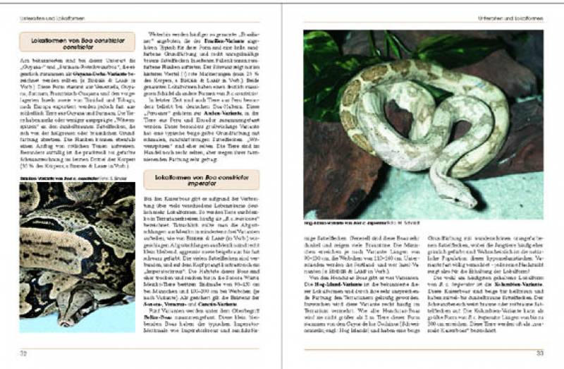 Boa constrictor
